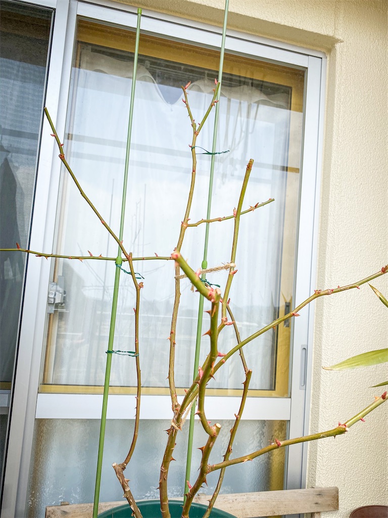 f:id:rancraw:20200320000656j:image