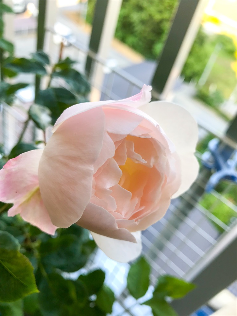 f:id:rancraw:20200320002832j:image