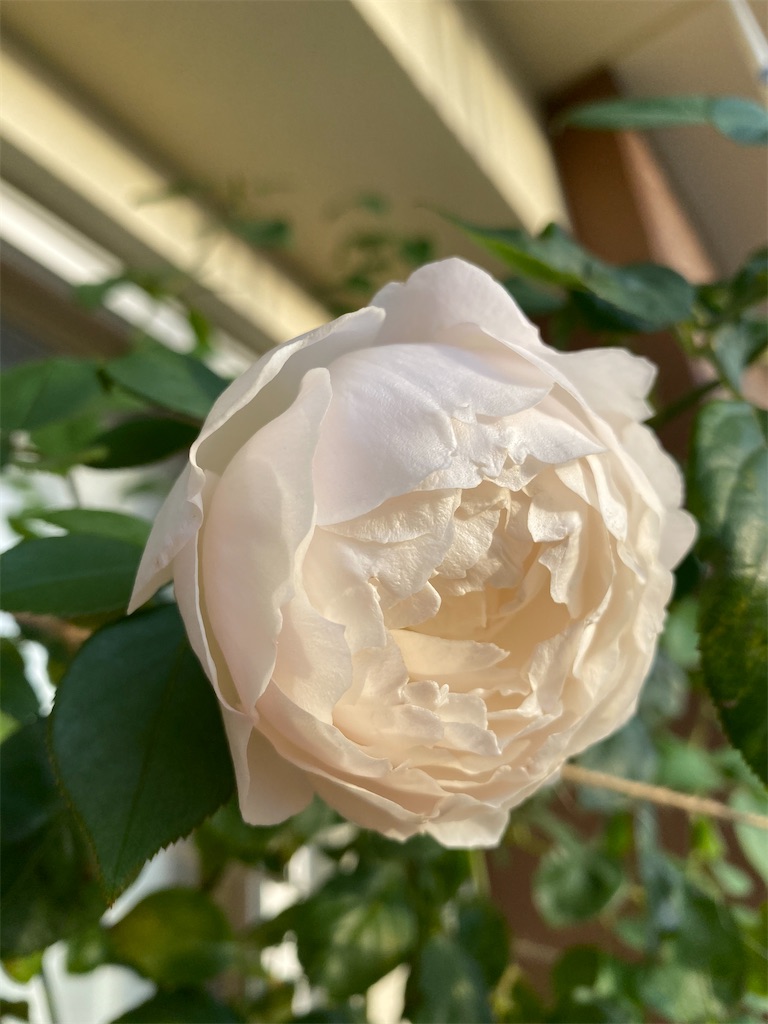 f:id:rancraw:20200320003100j:image