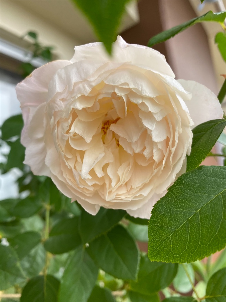 f:id:rancraw:20200320003440j:image