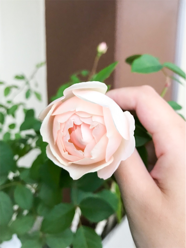 f:id:rancraw:20200320004019j:image