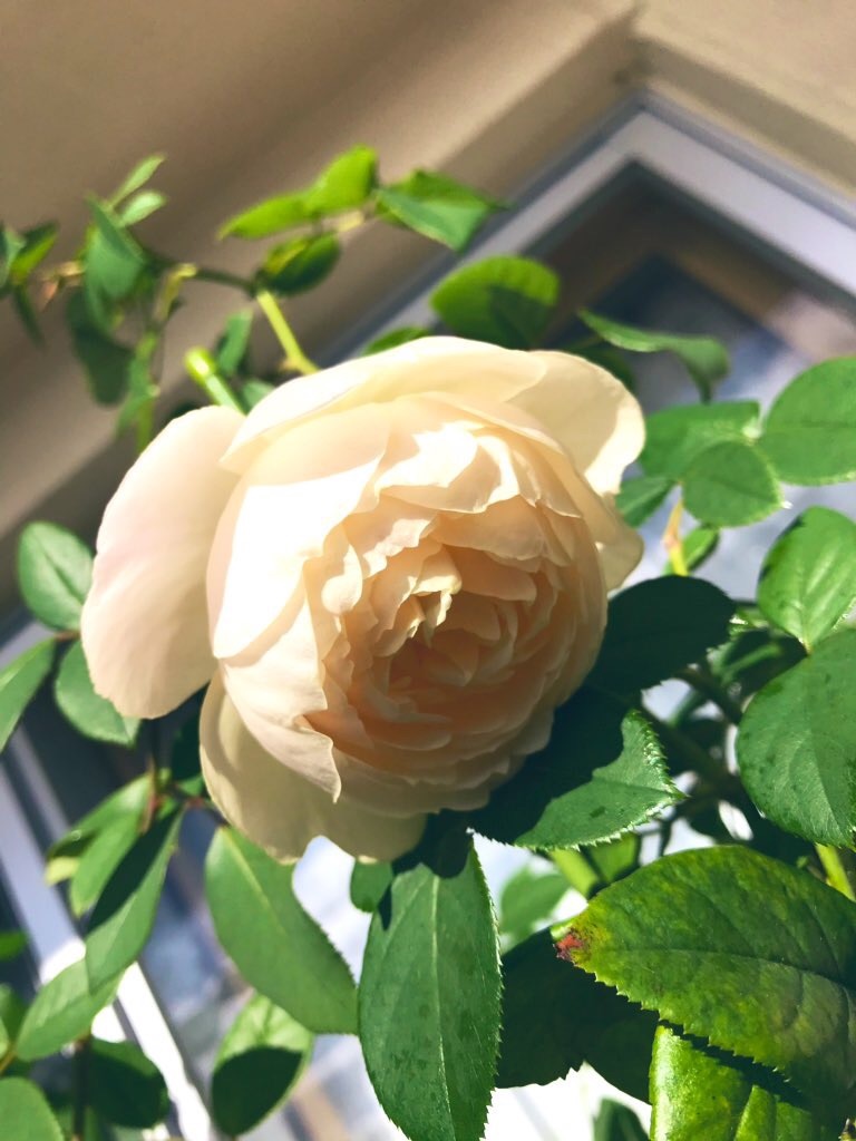 f:id:rancraw:20200320122059j:image