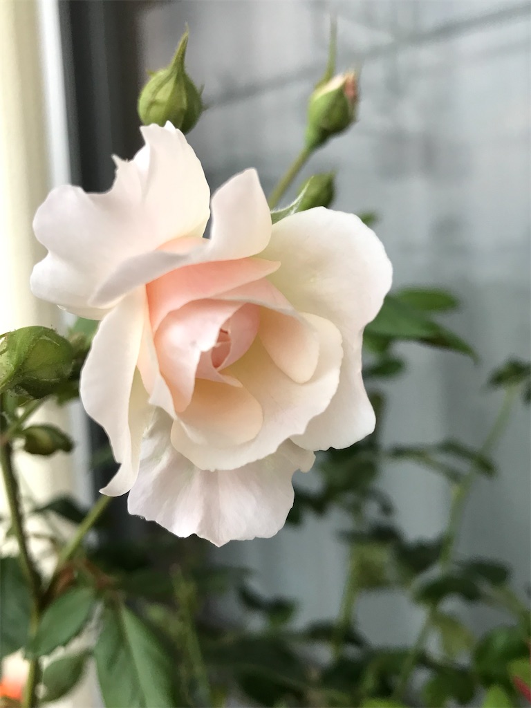 f:id:rancraw:20200320122704j:image