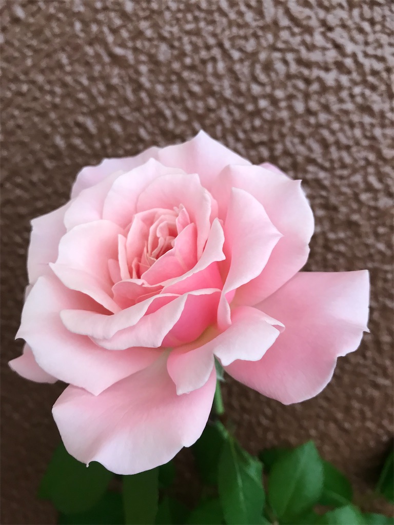 春の夢のようなバラ 泥濘と薔薇