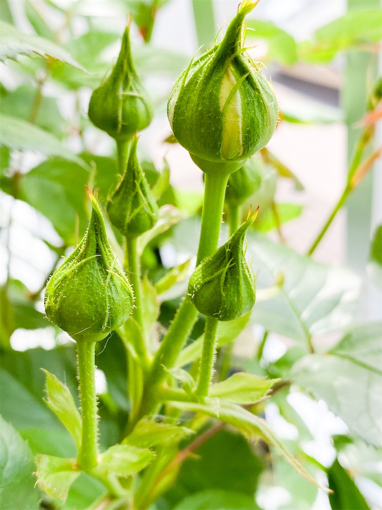 薔薇未だ覚めず また赤紫の話 泥濘と薔薇