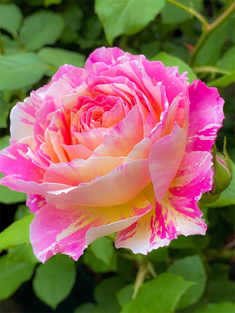 f:id:rancraw:20200612125428j:image f:id:rancraw:20200612125428j:image