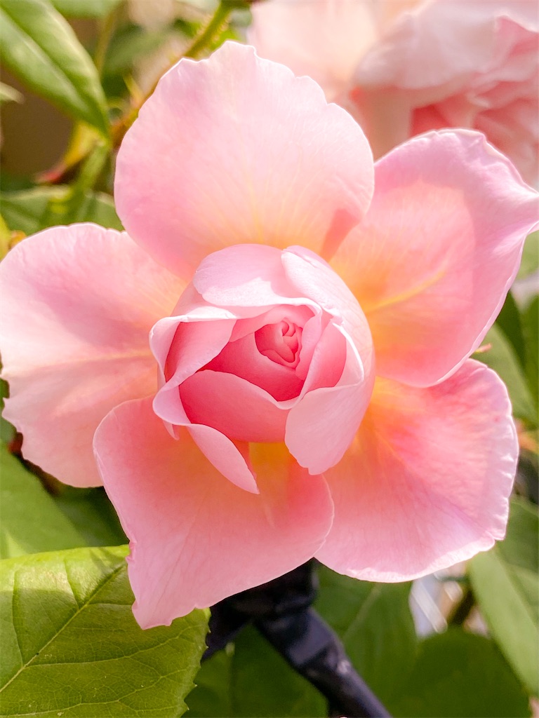 f:id:rancraw:20200612164343j:image f:id:rancraw:20200612164343j:image