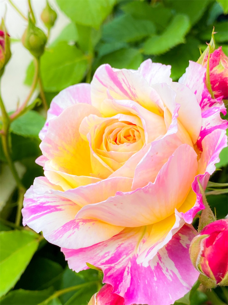 f:id:rancraw:20200612170217j:image f:id:rancraw:20200612170217j:image