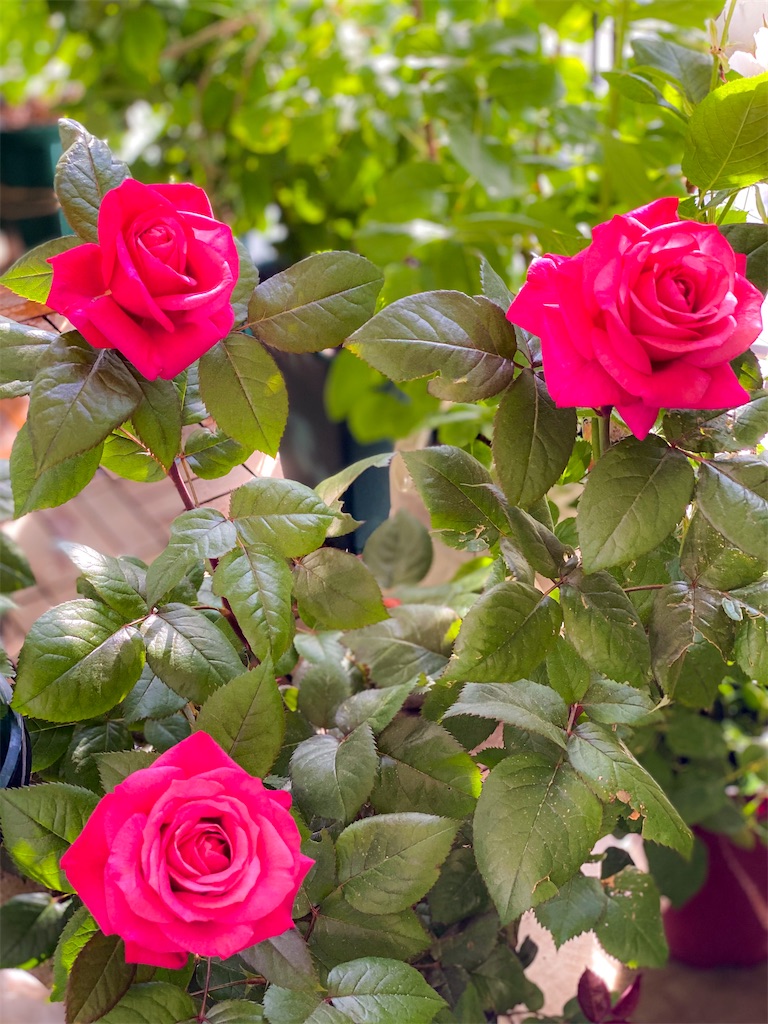 f:id:rancraw:20200612170734j:image f:id:rancraw:20200612170734j:image