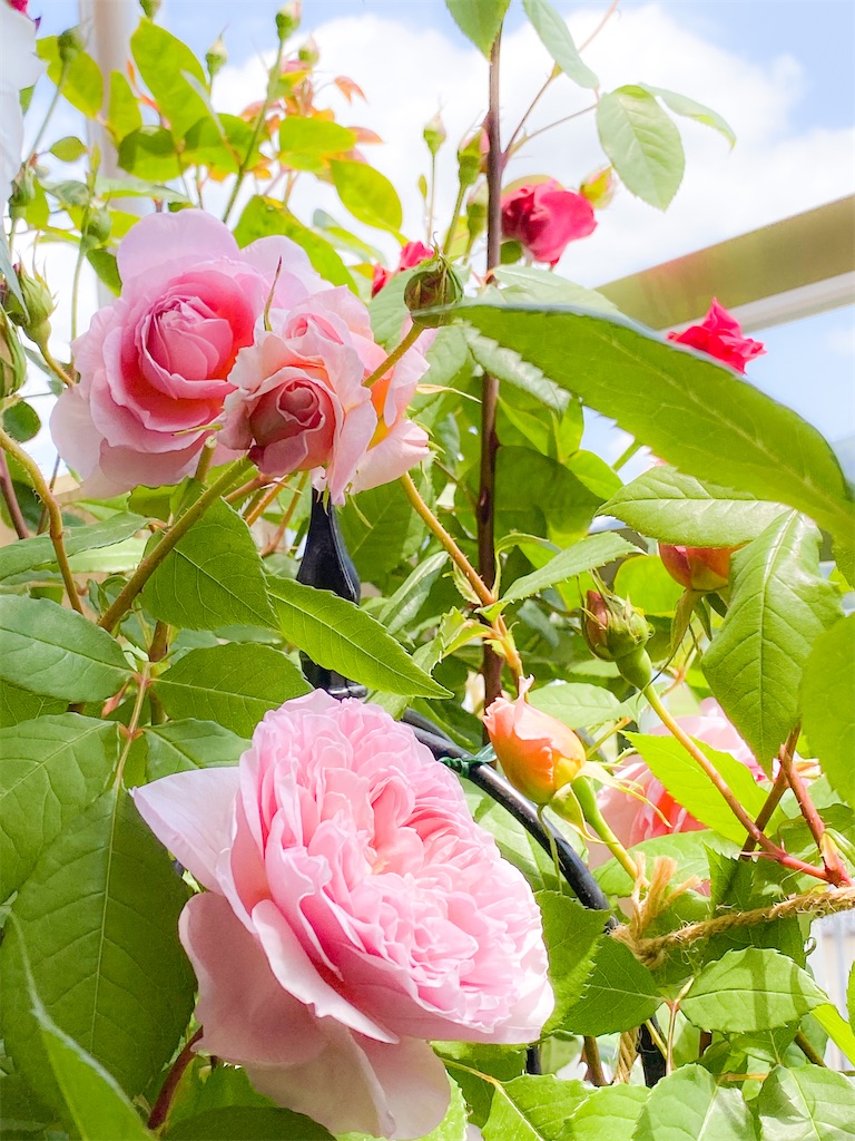 f:id:rancraw:20200612171009j:image f:id:rancraw:20200612171009j:image