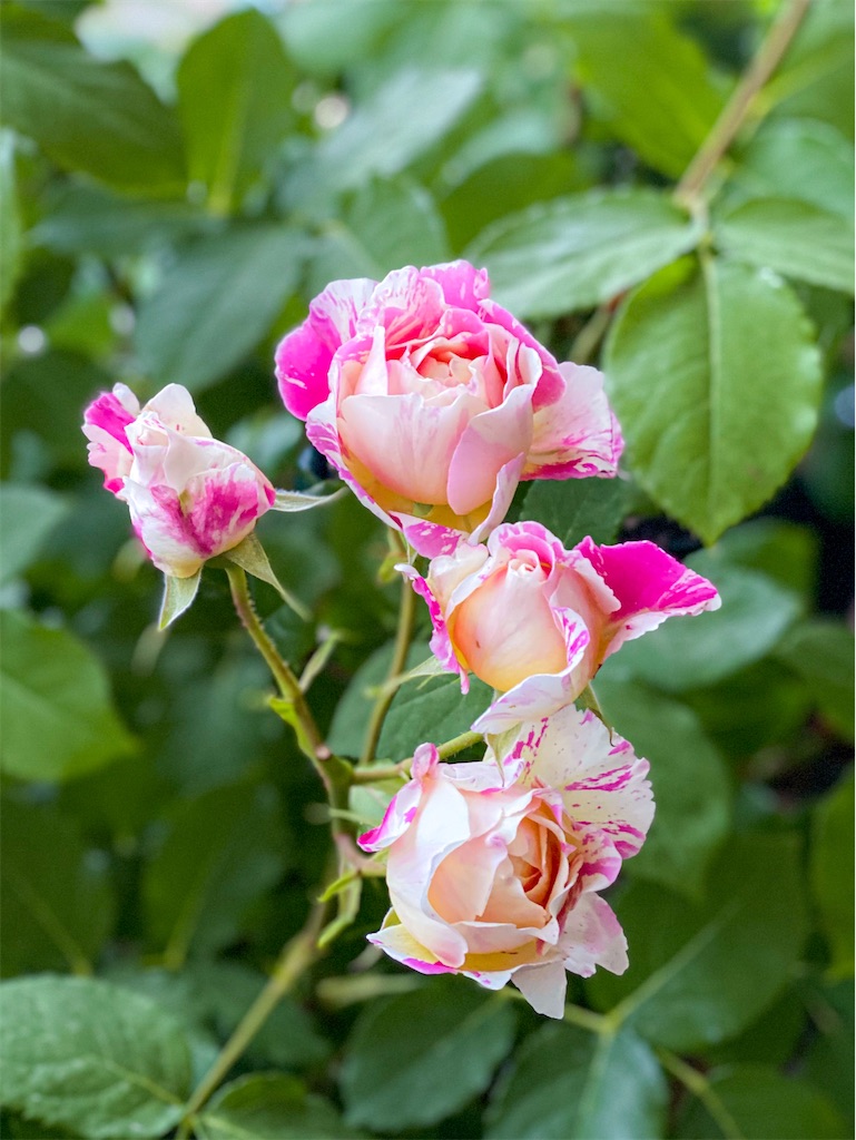 f:id:rancraw:20200612194151j:image f:id:rancraw:20200612194151j:image