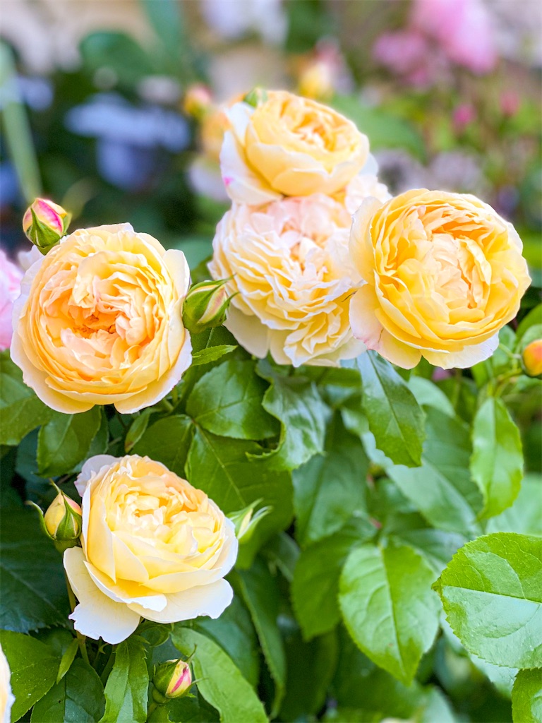 f:id:rancraw:20200612222504j:image f:id:rancraw:20200612222504j:image