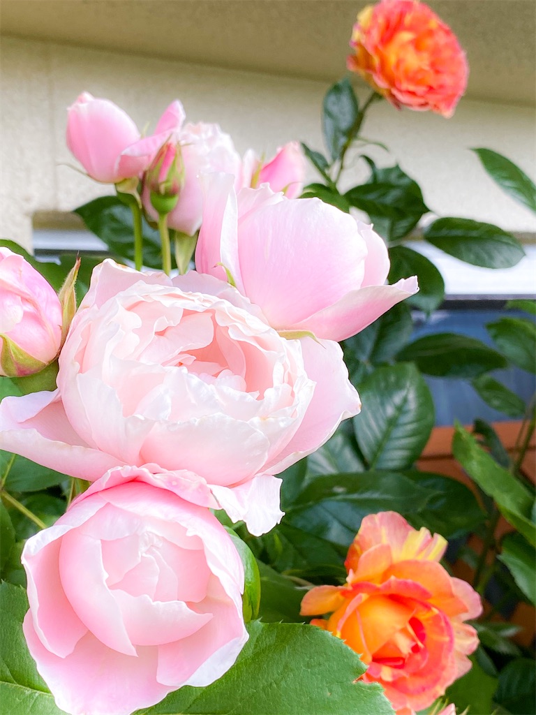 f:id:rancraw:20200612222530j:image f:id:rancraw:20200612222530j:image