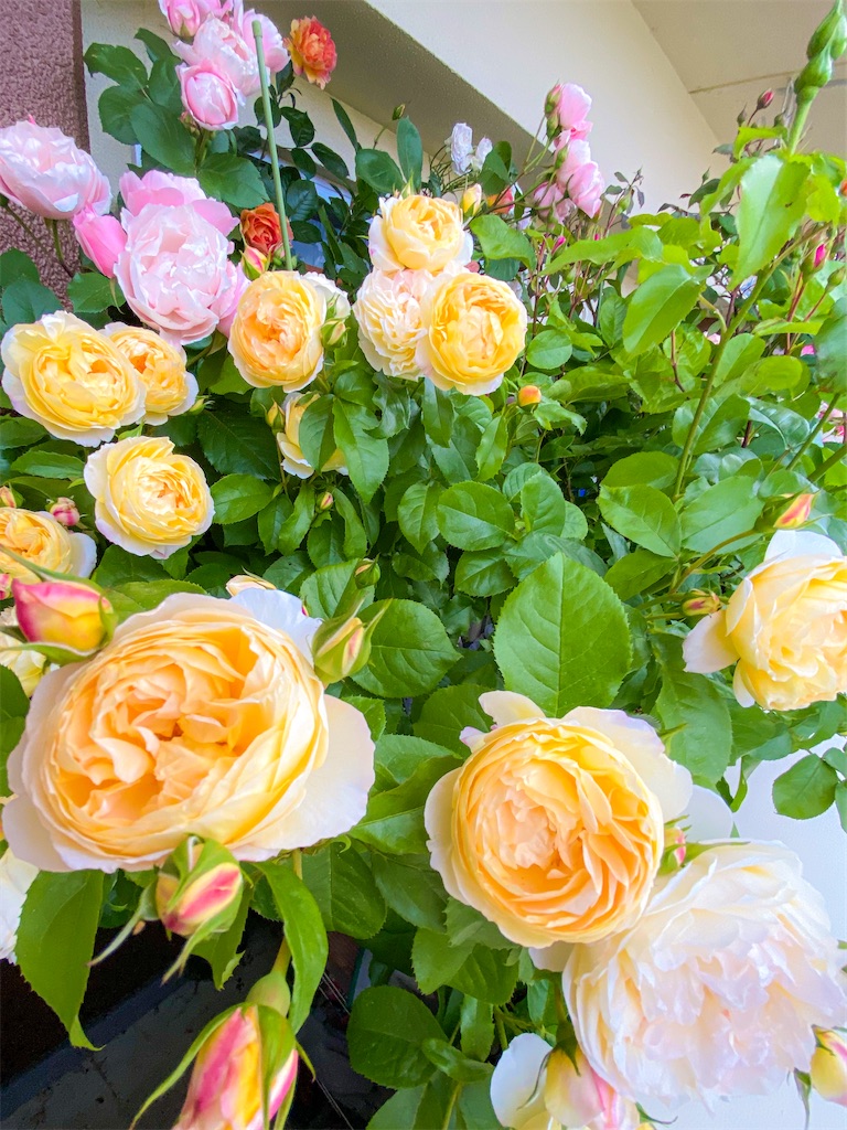 f:id:rancraw:20200612222559j:image f:id:rancraw:20200612222559j:image