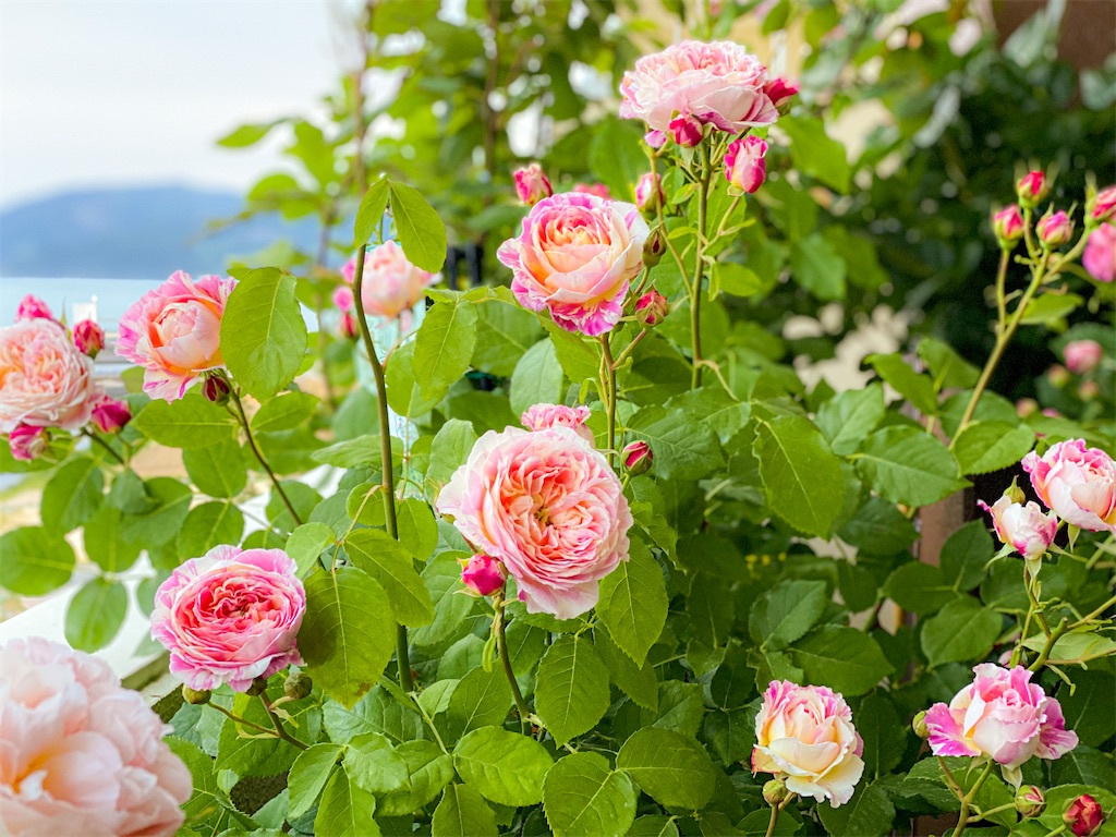 f:id:rancraw:20200612223301j:image f:id:rancraw:20200612223301j:image