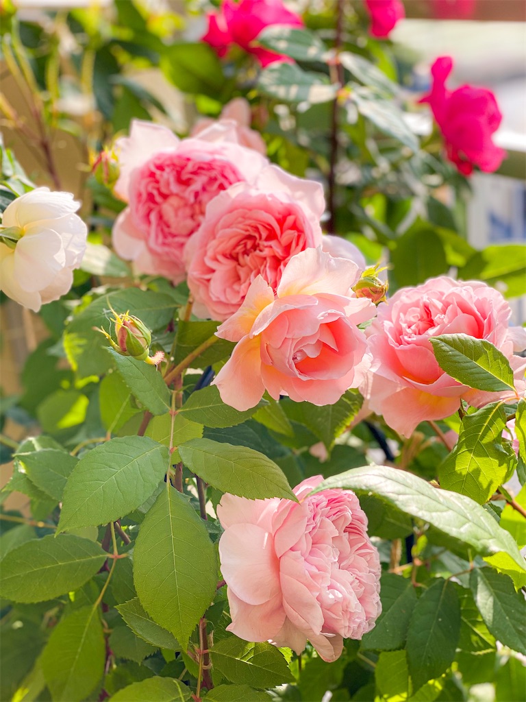 f:id:rancraw:20200612225212j:image f:id:rancraw:20200612225212j:image