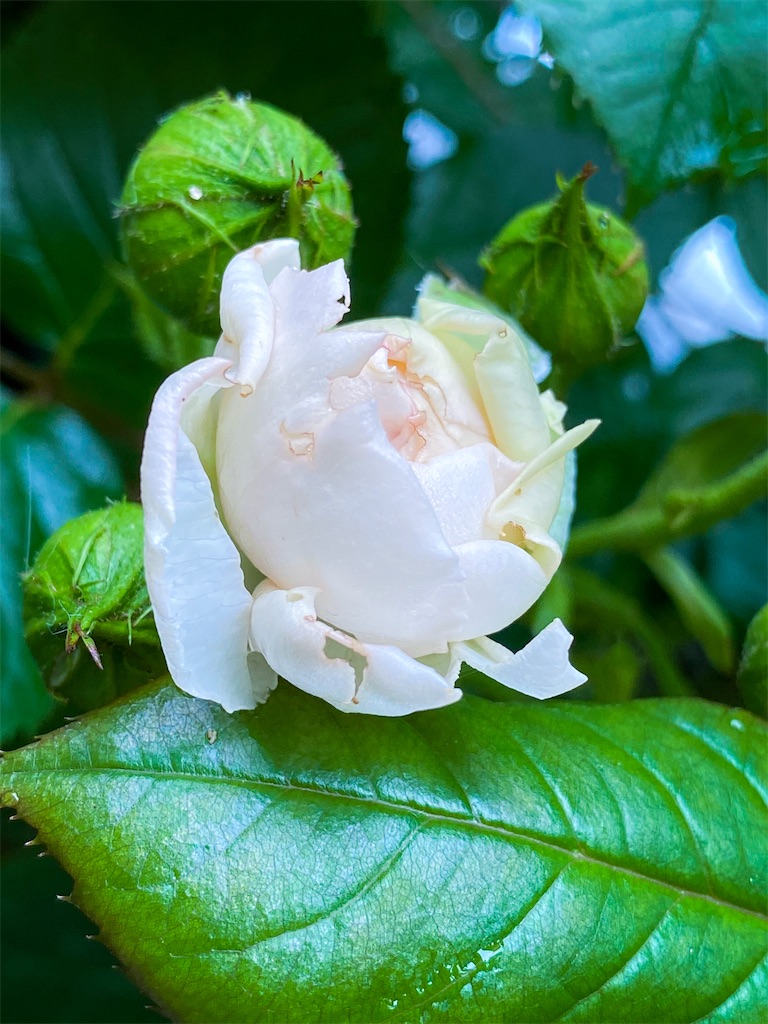 f:id:rancraw:20200630124857j:image