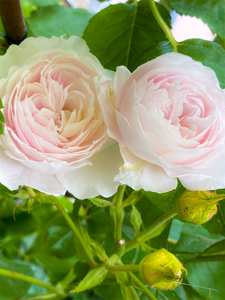 f:id:rancraw:20200630162313j:image