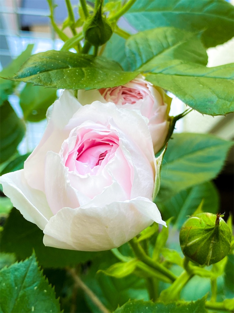 f:id:rancraw:20200630164305j:image