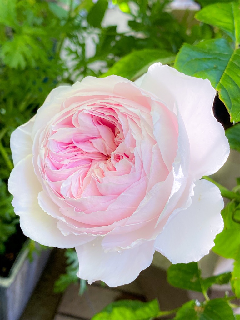 f:id:rancraw:20200630165219j:image