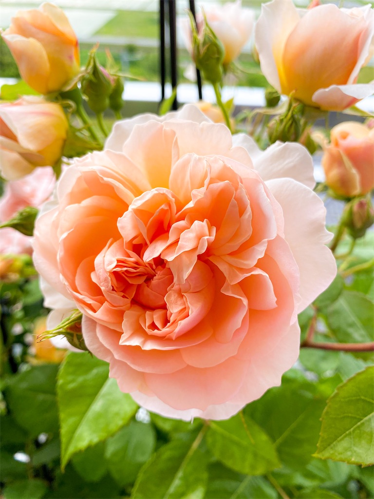 f:id:rancraw:20200725121944j:image f:id:rancraw:20200725121944j:image