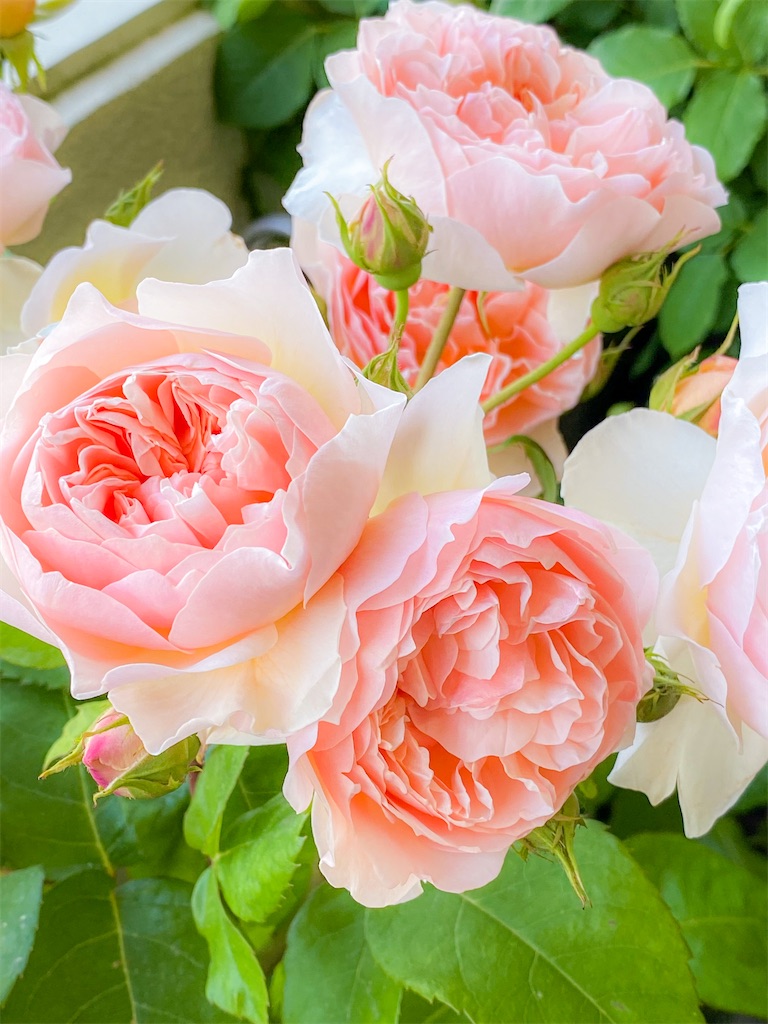 香水メーカーシンボルローズ　レア　Aussaucer新苗 シュシュシェリー 日本製香水 グラースローズ15ML シュシュシェリー