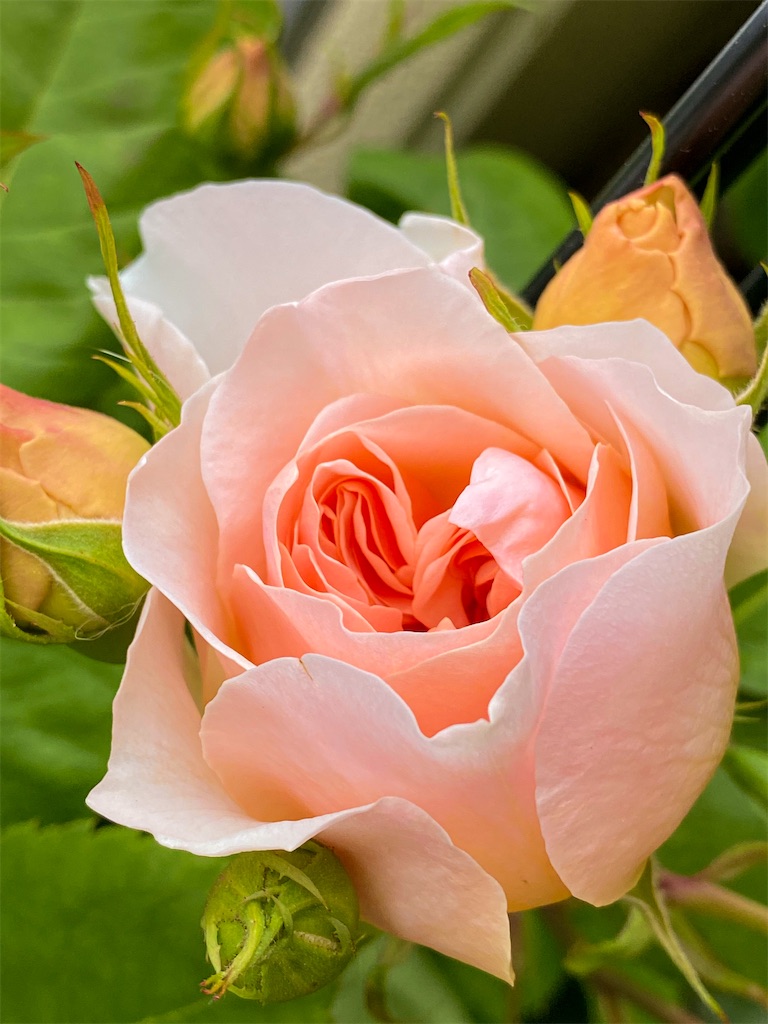 f:id:rancraw:20200725133516j:image f:id:rancraw:20200725133516j:image