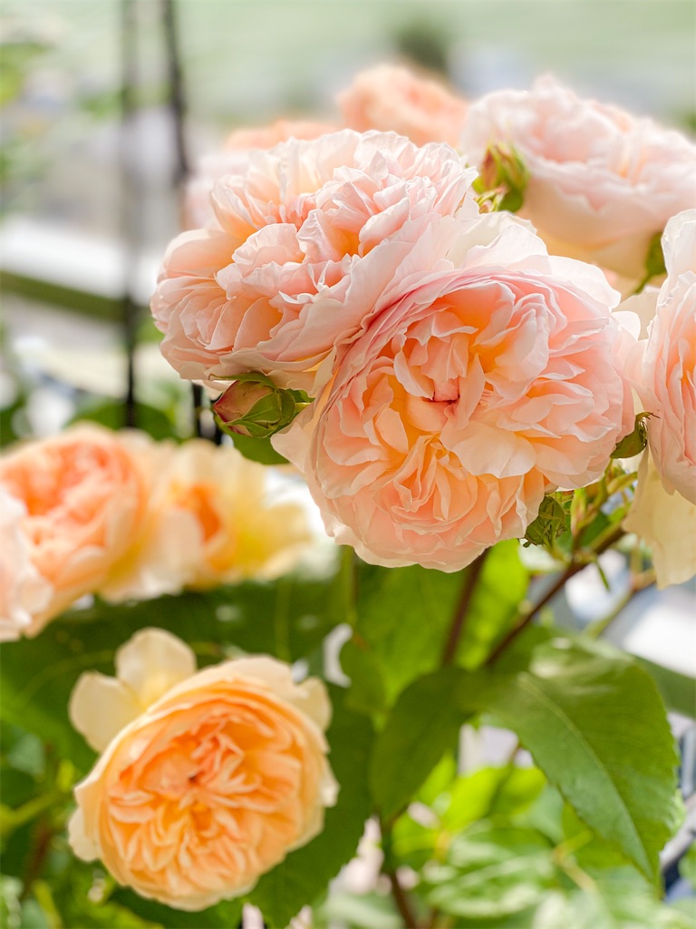 f:id:rancraw:20200725151217j:image f:id:rancraw:20200725151217j:image