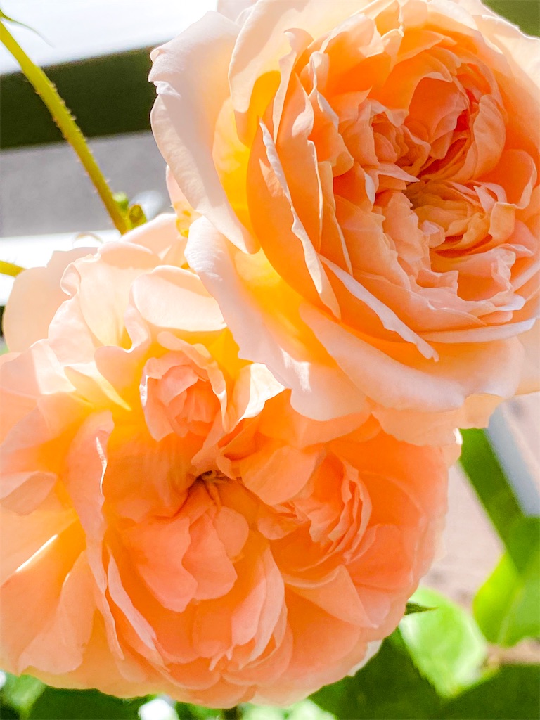 f:id:rancraw:20200725180828j:image f:id:rancraw:20200725180828j:image