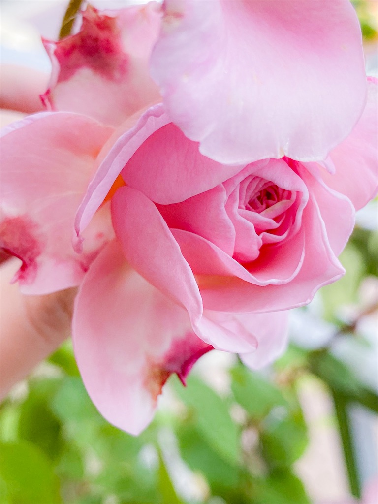 f:id:rancraw:20200810202456j:image