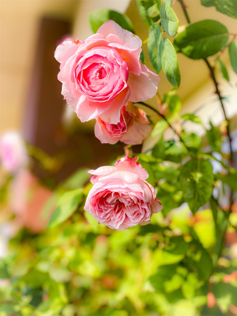 f:id:rancraw:20200811123652j:image