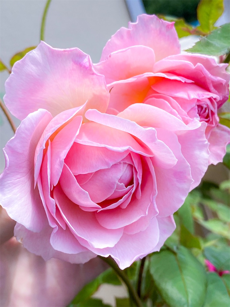 f:id:rancraw:20200811124328j:image