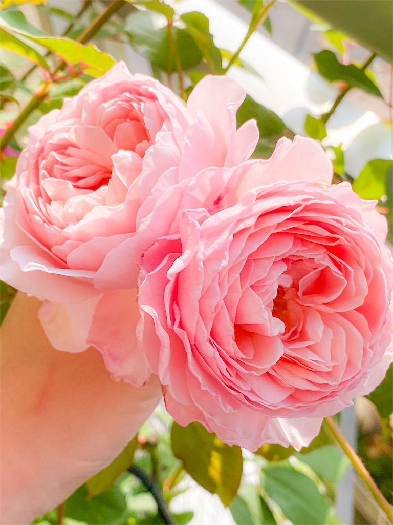 f:id:rancraw:20200811125747j:image