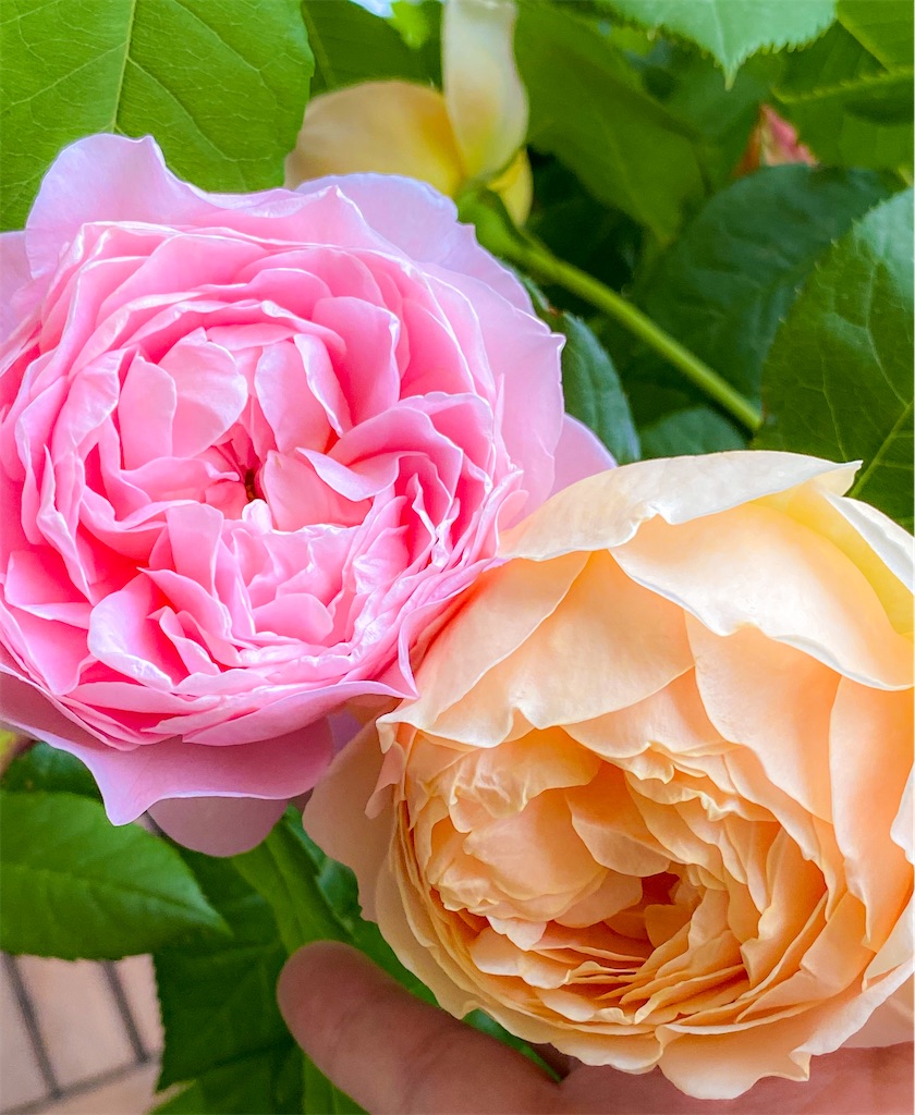 f:id:rancraw:20200811125821j:image