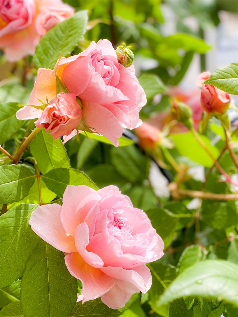 f:id:rancraw:20200811125915j:image