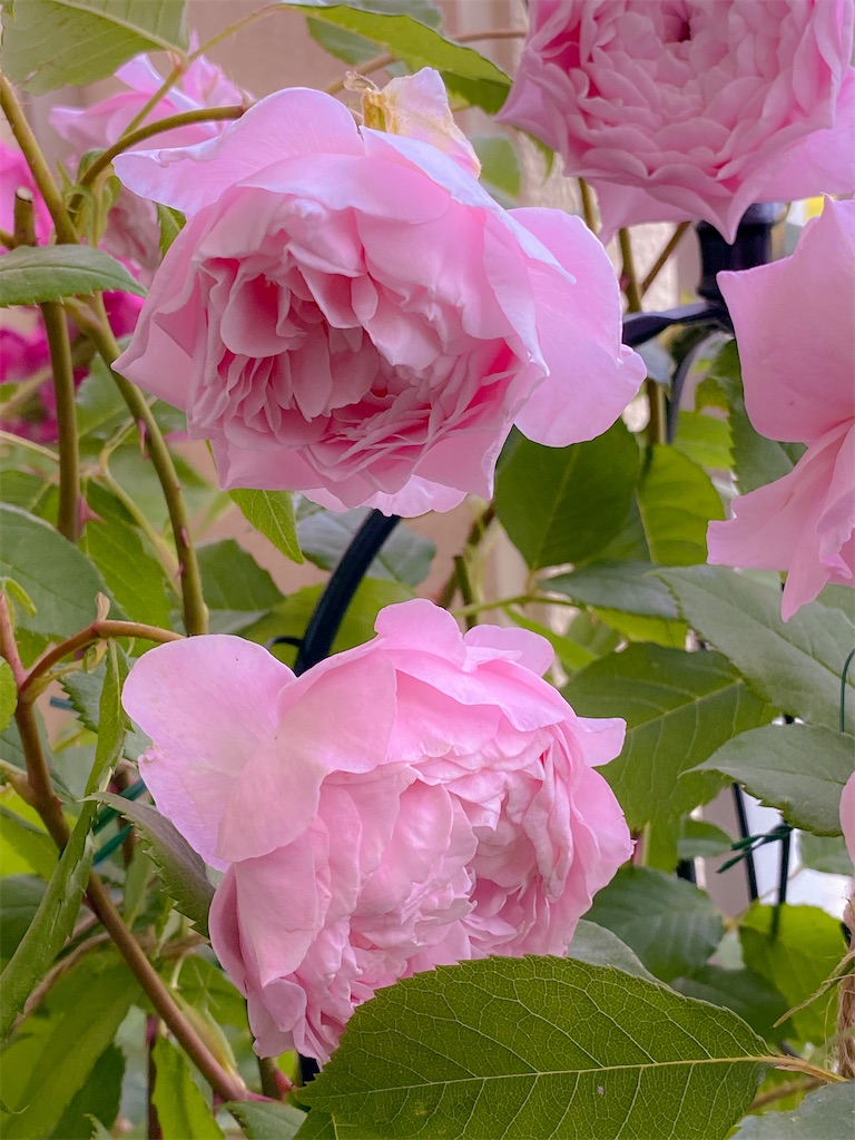 f:id:rancraw:20200811202300j:image