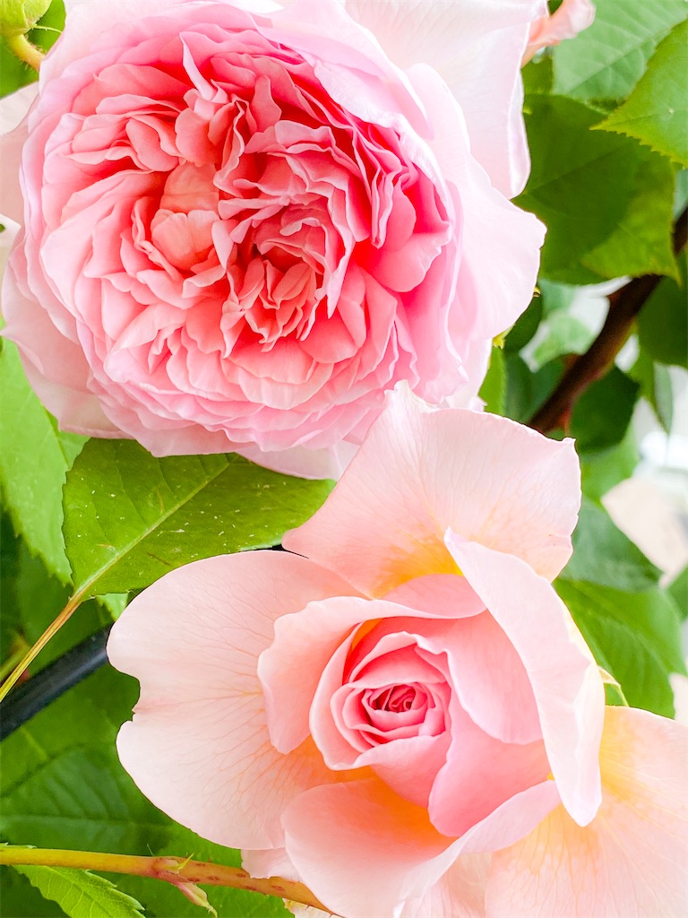 f:id:rancraw:20200811202725j:image