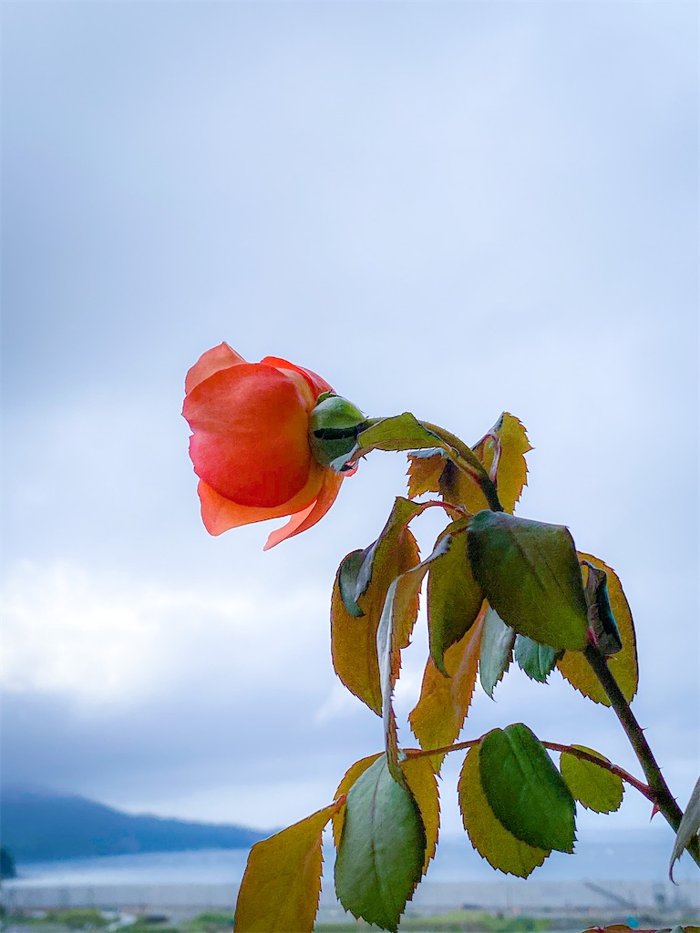 f:id:rancraw:20200901162428j:plain