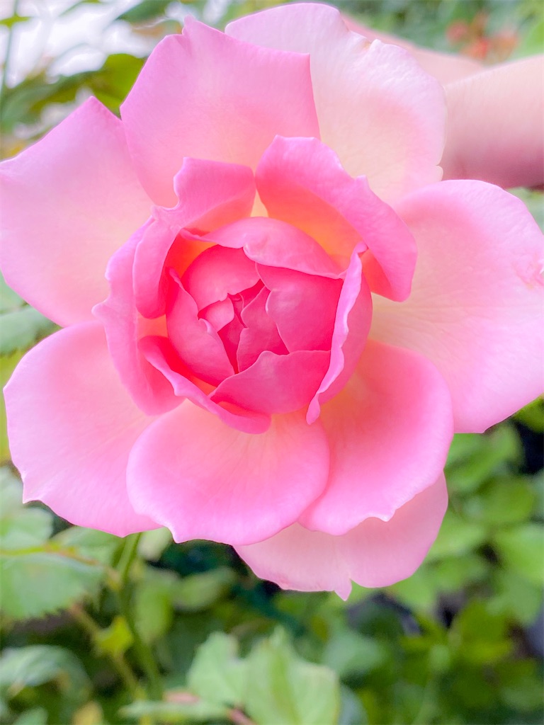 f:id:rancraw:20200901213206j:image