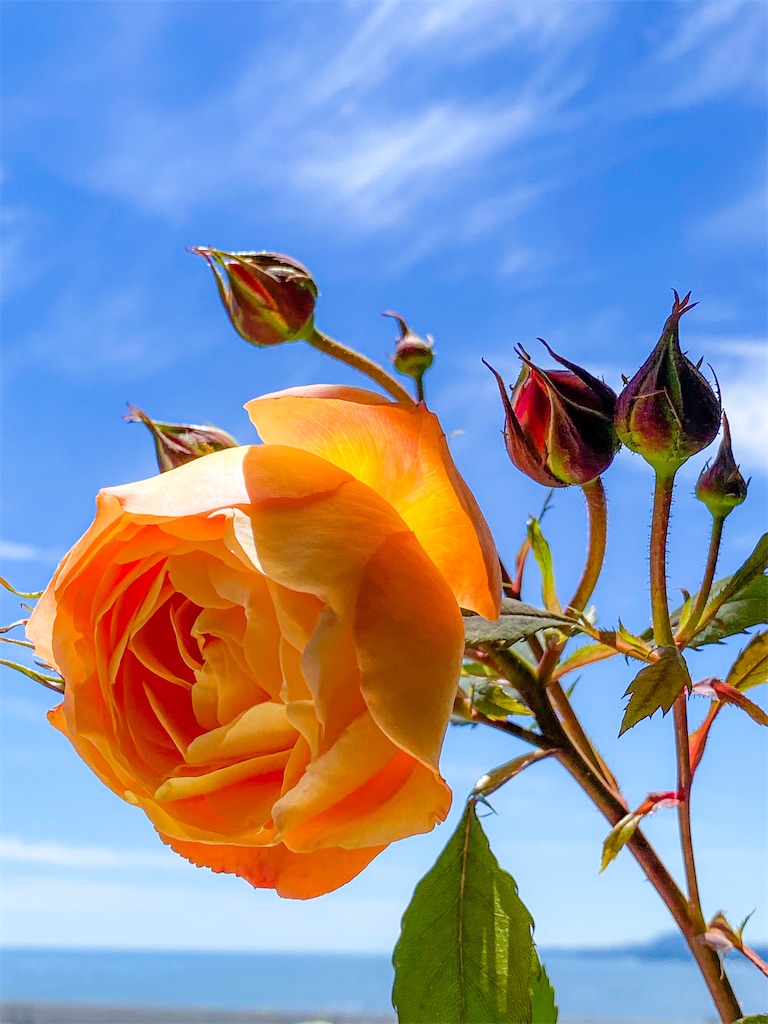 f:id:rancraw:20210605133957j:image f:id:rancraw:20210605133957j:image