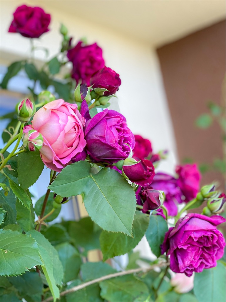 f:id:rancraw:20210605134715j:image f:id:rancraw:20210605134715j:image