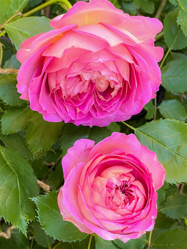 f:id:rancraw:20210605134728j:image f:id:rancraw:20210605134728j:image