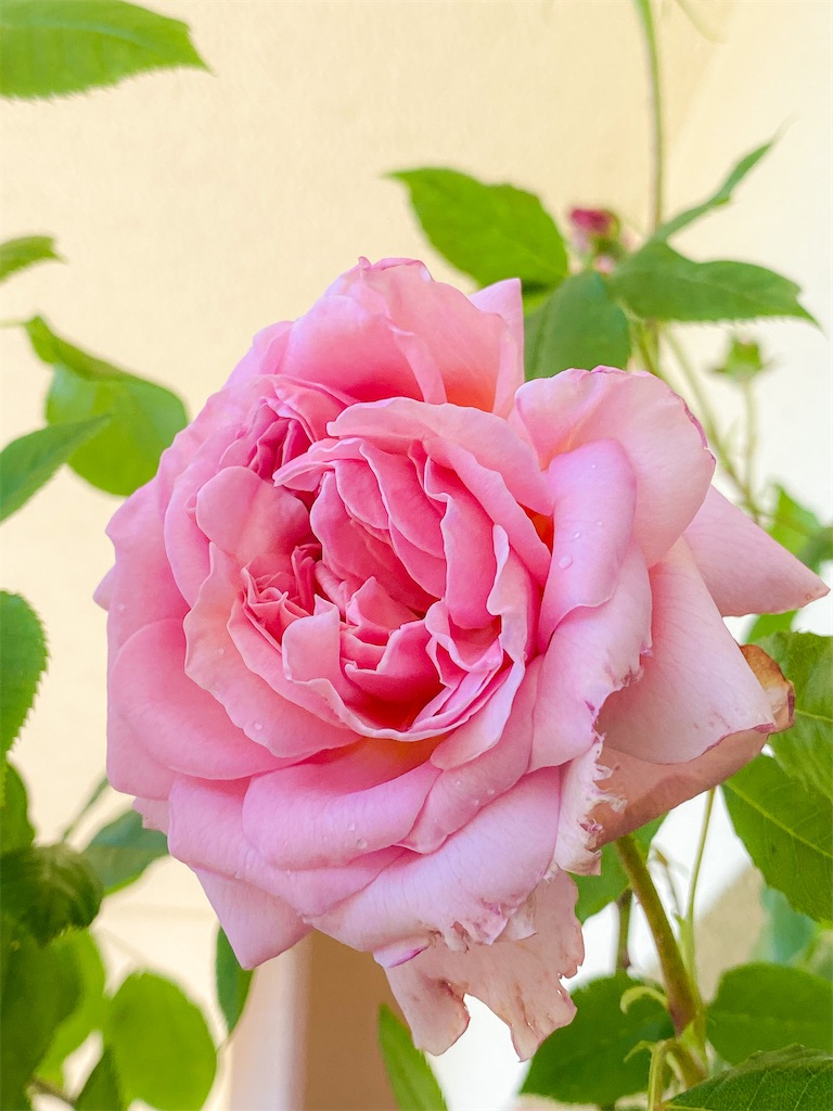 f:id:rancraw:20210605134750j:image f:id:rancraw:20210605134750j:image