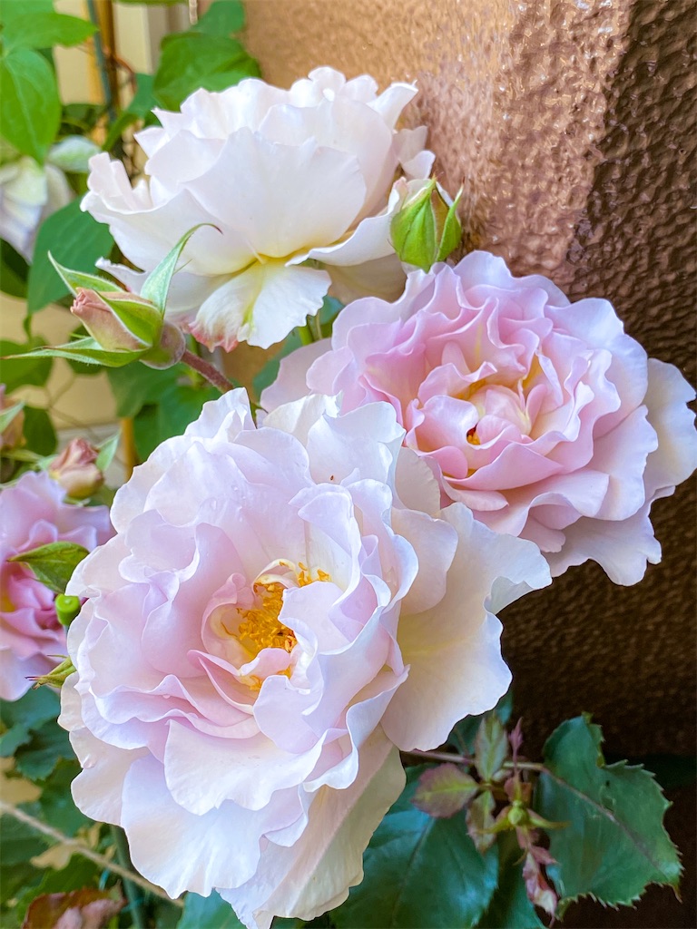 f:id:rancraw:20210605180745j:image f:id:rancraw:20210605180745j:image