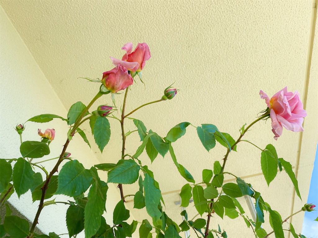 f:id:rancraw:20210605181841j:image f:id:rancraw:20210605181841j:image