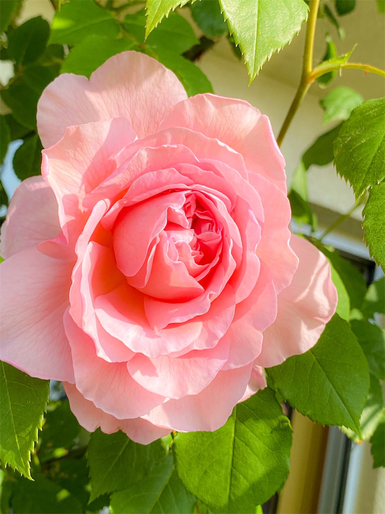 f:id:rancraw:20210605182101j:image f:id:rancraw:20210605182101j:image