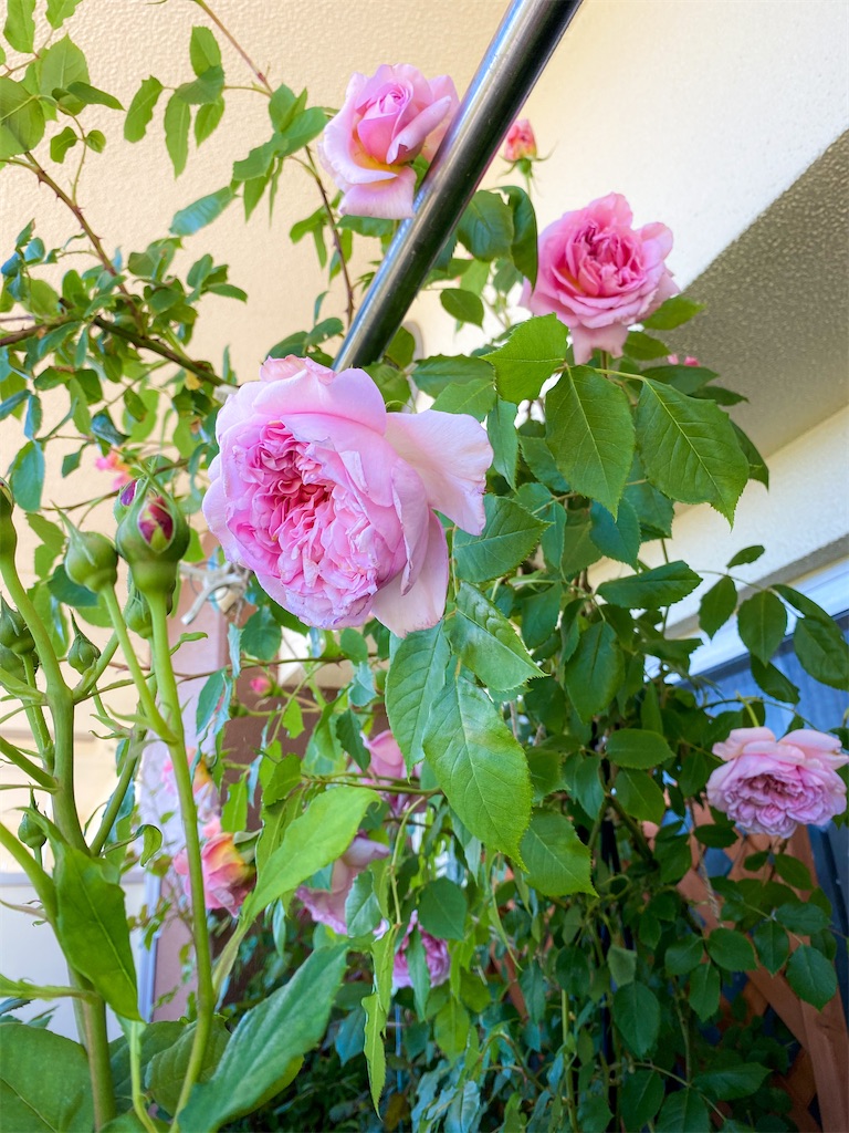 f:id:rancraw:20210605182115j:image f:id:rancraw:20210605182115j:image