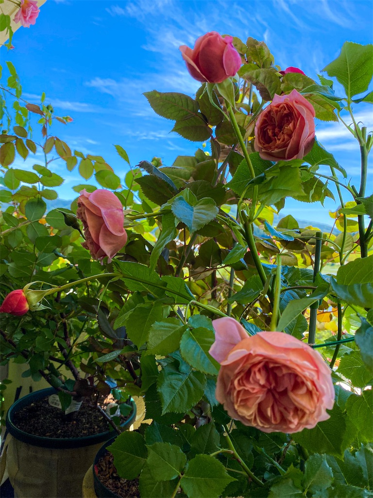 f:id:rancraw:20210605190649j:image f:id:rancraw:20210605190649j:image