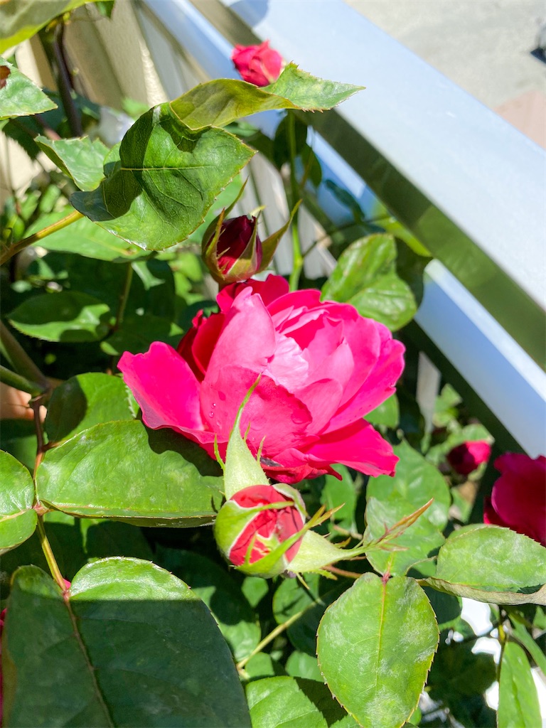 f:id:rancraw:20210605193723j:image f:id:rancraw:20210605193723j:image