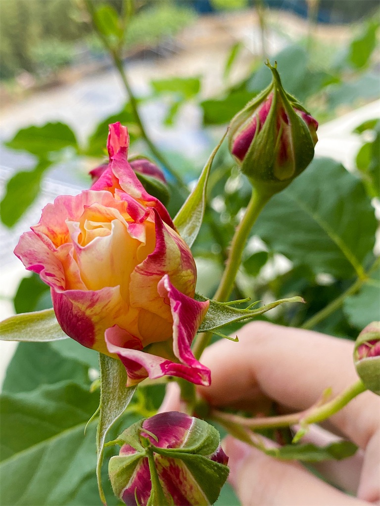 f:id:rancraw:20210606194416j:image f:id:rancraw:20210606194416j:image